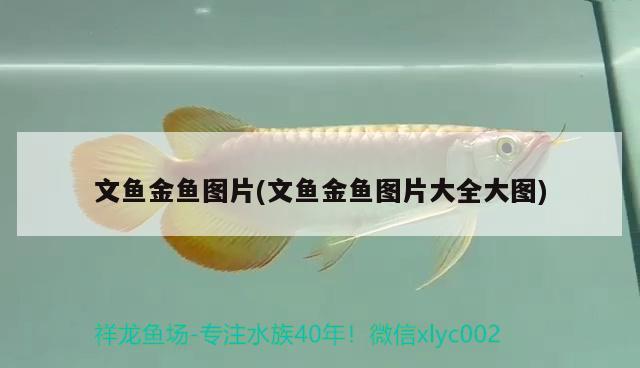 文魚(yú)金魚(yú)圖片(文魚(yú)金魚(yú)圖片大全大圖)