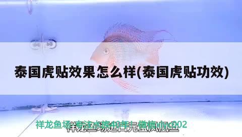 泰國虎貼效果怎么樣(泰國虎貼功效) 觀賞魚