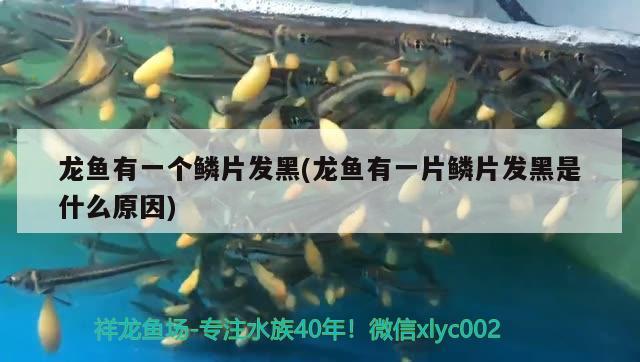 龍魚(yú)有一個(gè)鱗片發(fā)黑(龍魚(yú)有一片鱗片發(fā)黑是什么原因)