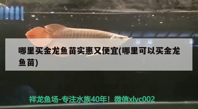 哪里買金龍魚苗實惠又便宜(哪里可以買金龍魚苗) 海水魚（海水魚批發(fā)）