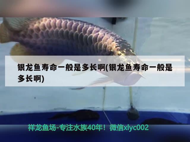 銀龍魚(yú)壽命一般是多長(zhǎng)啊(銀龍魚(yú)壽命一般是多長(zhǎng)啊)