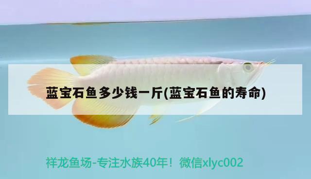 藍寶石魚多少錢一斤(藍寶石魚的壽命)