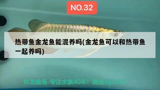 熱帶魚金龍魚能混養(yǎng)嗎(金龍魚可以和熱帶魚一起養(yǎng)嗎)