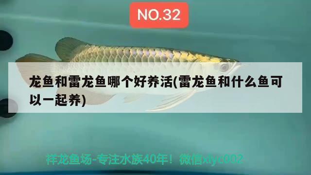 龍魚和雷龍魚哪個好養(yǎng)活(雷龍魚和什么魚可以一起養(yǎng)) 養(yǎng)魚知識