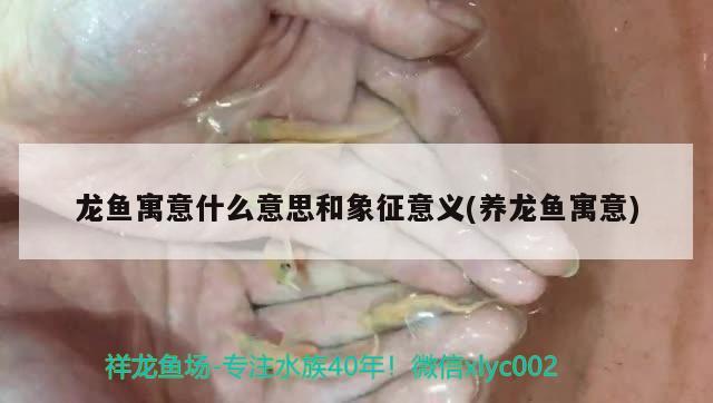 龍魚寓意什么意思和象征意義(養(yǎng)龍魚寓意)