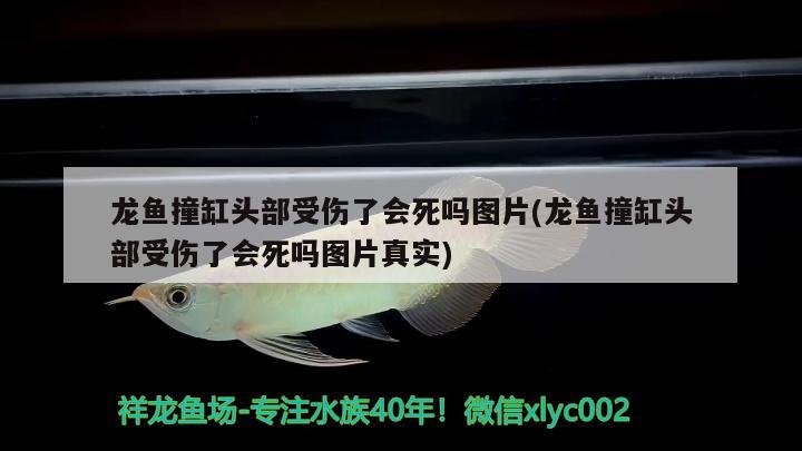 龍魚撞缸頭部受傷了會死嗎圖片(龍魚撞缸頭部受傷了會死嗎圖片真實)