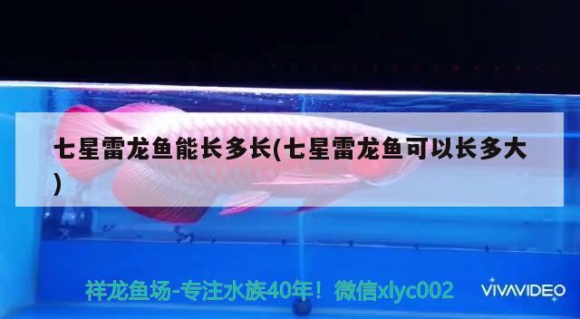 七星雷龍魚能長多長(七星雷龍魚可以長多大) 森森魚缸