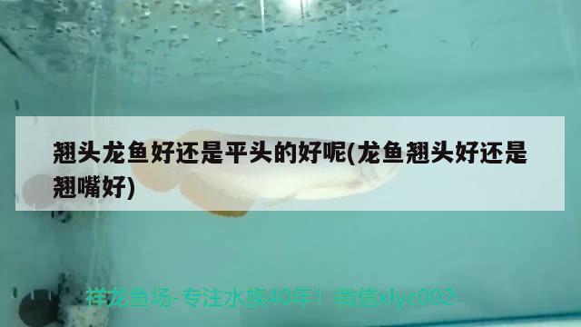 翹頭龍魚好還是平頭的好呢(龍魚翹頭好還是翹嘴好) 祥龍水族護(hù)理水