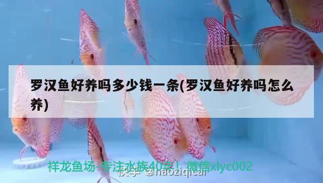 羅漢魚好養(yǎng)嗎多少錢一條(羅漢魚好養(yǎng)嗎怎么養(yǎng)) 羅漢魚