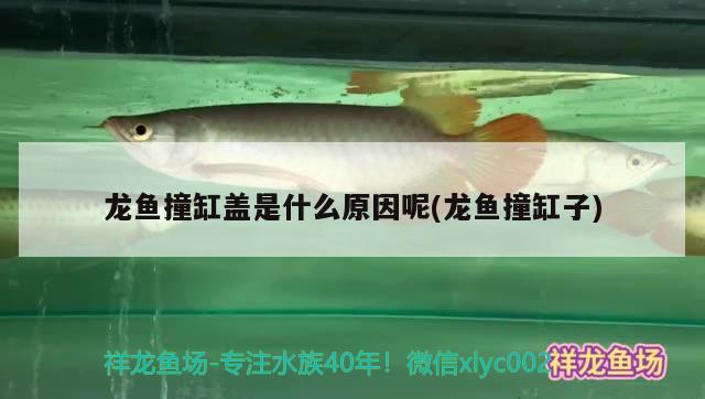 龍魚撞缸蓋是什么原因呢(龍魚撞缸子) 斑馬鴨嘴魚苗