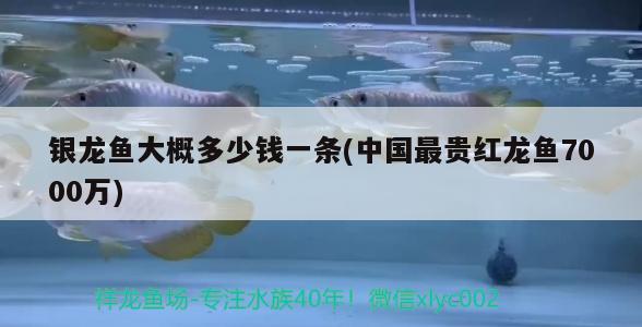 銀龍魚(yú)大概多少錢一條(中國(guó)最貴紅龍魚(yú)7000萬(wàn)) 銀龍魚(yú)