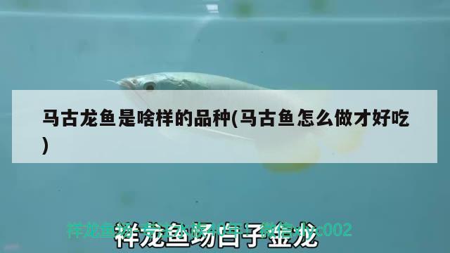 馬古龍魚(yú)是啥樣的品種(馬古魚(yú)怎么做才好吃)