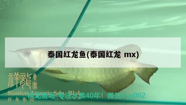 泰國紅龍魚(泰國紅龍mx) 進口元寶鳳凰魚