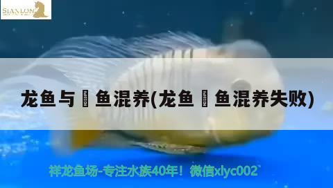 龍魚與魟魚混養(yǎng)(龍魚魟魚混養(yǎng)失敗)