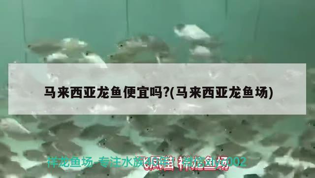 馬來西亞龍魚便宜嗎?(馬來西亞龍魚場(chǎng))