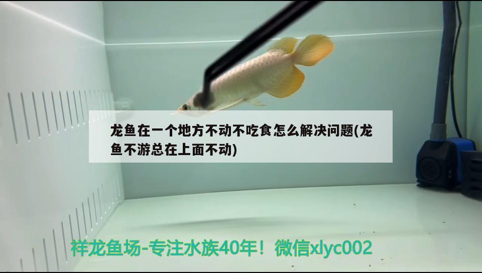 龍魚在一個地方不動不吃食怎么解決問題(龍魚不游總在上面不動) 伊巴卡魚