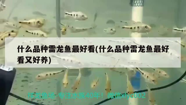 什么品種雷龍魚最好看(什么品種雷龍魚最好看又好養(yǎng))