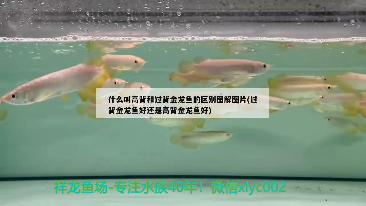 什么叫高背和過背金龍魚的區(qū)別圖解圖片(過背金龍魚好還是高背金龍魚好)