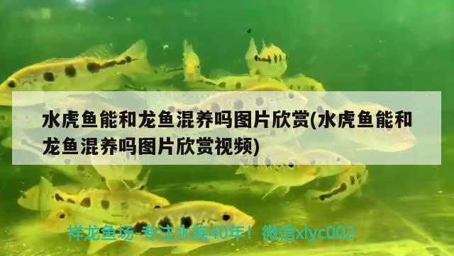 水虎魚能和龍魚混養(yǎng)嗎圖片欣賞(水虎魚能和龍魚混養(yǎng)嗎圖片欣賞視頻)