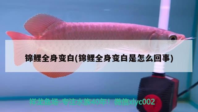 錦鯉全身變白(錦鯉全身變白是怎么回事) 觀賞魚