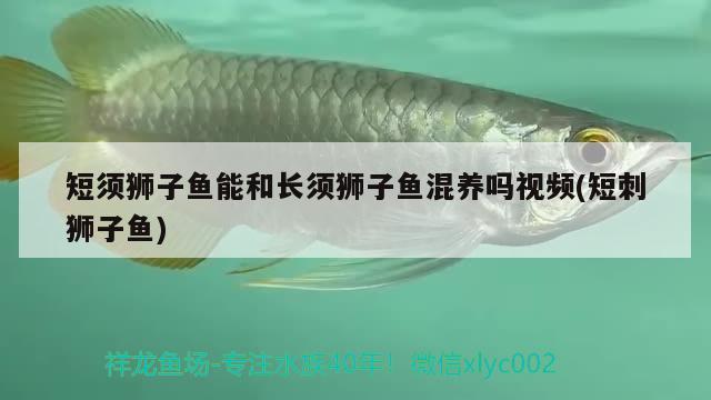 短須獅子魚能和長須獅子魚混養(yǎng)嗎視頻(短刺獅子魚)