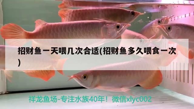 招財魚一天喂幾次合適(招財魚多久喂食一次)