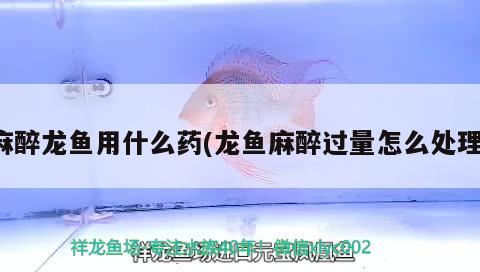 麻醉龍魚用什么藥(龍魚麻醉過量怎么處理)