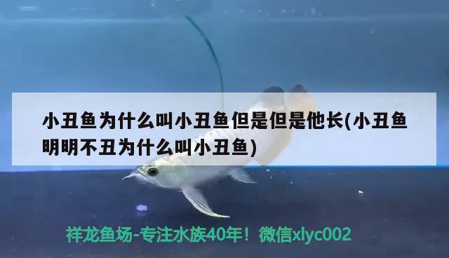 小丑魚(yú)為什么叫小丑魚(yú)但是但是他長(zhǎng)(小丑魚(yú)明明不丑為什么叫小丑魚(yú))