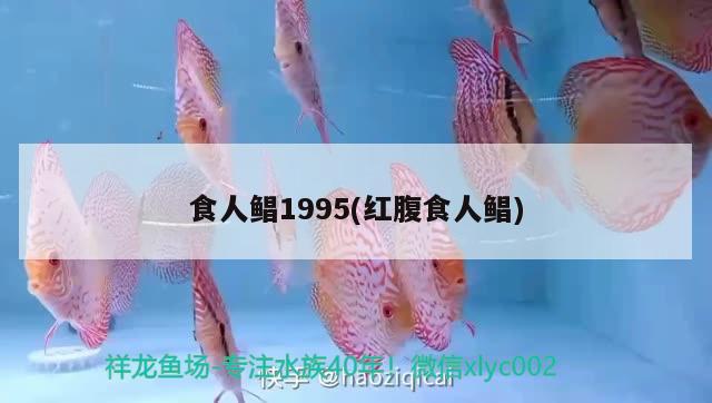 食人鯧1995(紅腹食人鯧) 食人魚（水虎）