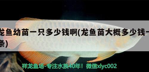 龍魚幼苗一只多少錢啊(龍魚苗大概多少錢一條)