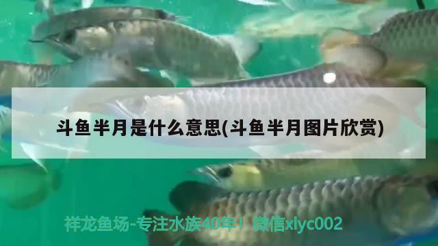 斗魚半月是什么意思(斗魚半月圖片欣賞)