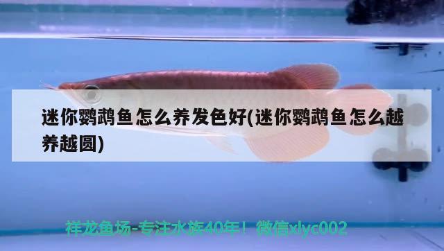 迷你鸚鵡魚怎么養(yǎng)發(fā)色好(迷你鸚鵡魚怎么越養(yǎng)越圓)