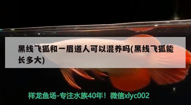 黑線飛狐和一眉道人可以混養(yǎng)嗎(黑線飛狐能長(zhǎng)多大) 一眉道人魚