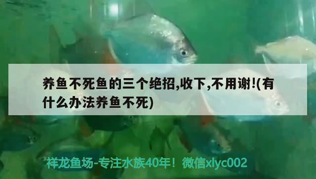 養(yǎng)魚不死魚的三個絕招,收下,不用謝!(有什么辦法養(yǎng)魚不死) 觀賞魚