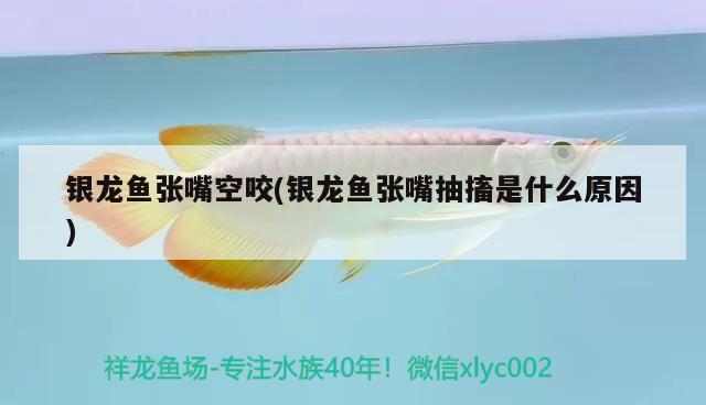 銀龍魚(yú)張嘴空咬(銀龍魚(yú)張嘴抽搐是什么原因) 銀龍魚(yú)