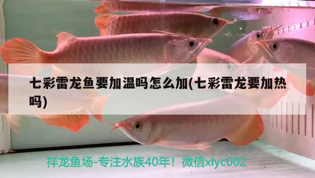 七彩雷龍魚(yú)要加溫嗎怎么加(七彩雷龍要加熱嗎) 速倍妥魚(yú)糧魚(yú)藥