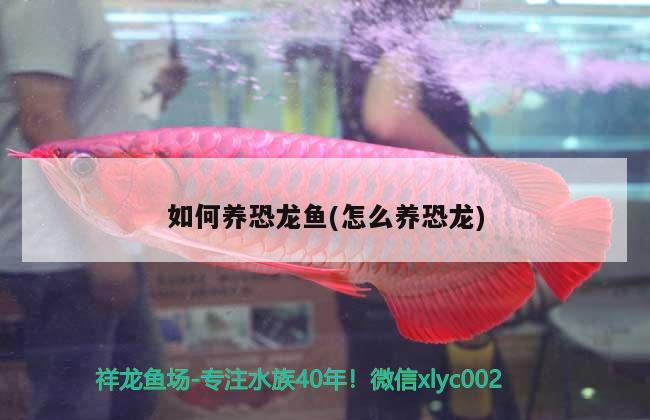 如何養(yǎng)恐龍魚(yú)(怎么養(yǎng)恐龍) 杰西卡恐龍魚(yú)