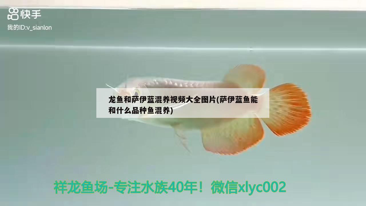 龍魚(yú)和薩伊藍(lán)混養(yǎng)視頻大全圖片(薩伊藍(lán)魚(yú)能和什么品種魚(yú)混養(yǎng)) 薩伊藍(lán)魚(yú)