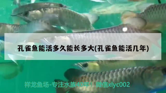 孔雀魚能活多久能長多大(孔雀魚能活幾年)