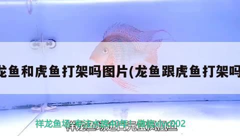 龍魚和虎魚打架嗎圖片(龍魚跟虎魚打架嗎)