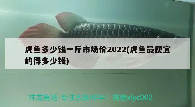 虎魚多少錢一斤市場價(jià)2022(虎魚最便宜的得多少錢) 虎魚百科