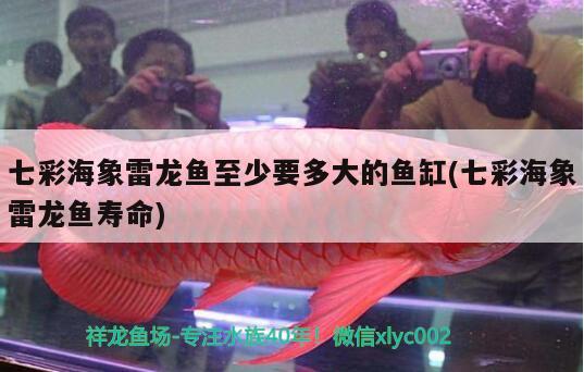 七彩海象雷龍魚至少要多大的魚缸(七彩海象雷龍魚壽命)