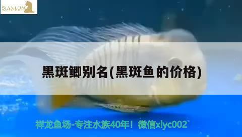 黑斑鯽別名(黑斑魚的價(jià)格) 觀賞魚