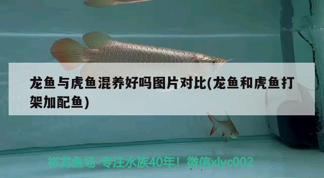 龍魚與虎魚混養(yǎng)好嗎圖片對比(龍魚和虎魚打架加配魚)