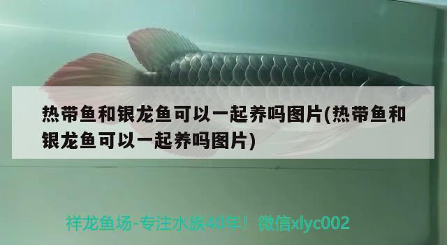 熱帶魚(yú)和銀龍魚(yú)可以一起養(yǎng)嗎圖片(熱帶魚(yú)和銀龍魚(yú)可以一起養(yǎng)嗎圖片) 銀龍魚(yú)百科