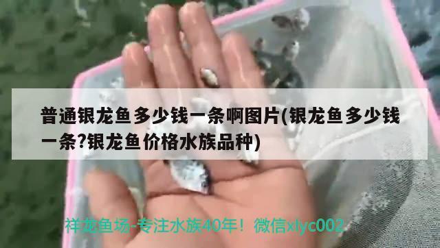 普通銀龍魚多少錢一條啊圖片(銀龍魚多少錢一條?銀龍魚價格水族品種) 銀龍魚