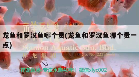 龍魚和羅漢魚哪個貴(龍魚和羅漢魚哪個貴一點(diǎn))