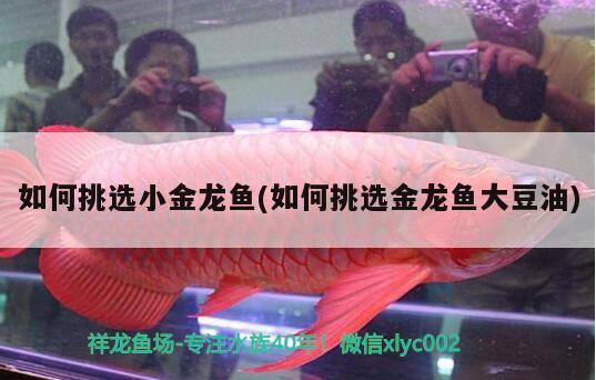 如何挑選小金龍魚(如何挑選金龍魚大豆油) 一眉道人魚苗