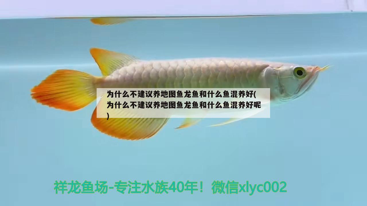 為什么不建議養(yǎng)地圖魚龍魚和什么魚混養(yǎng)好(為什么不建議養(yǎng)地圖魚龍魚和什么魚混養(yǎng)好呢)