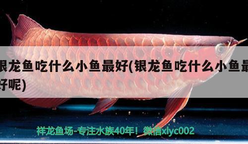 銀龍魚吃什么小魚最好(銀龍魚吃什么小魚最好呢)